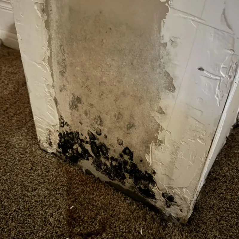 Professional Mold Removal in Jamestown, NC